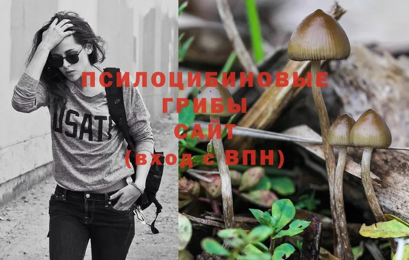 Псилоцибиновые грибы Psilocybine cubensis  Ковдор 